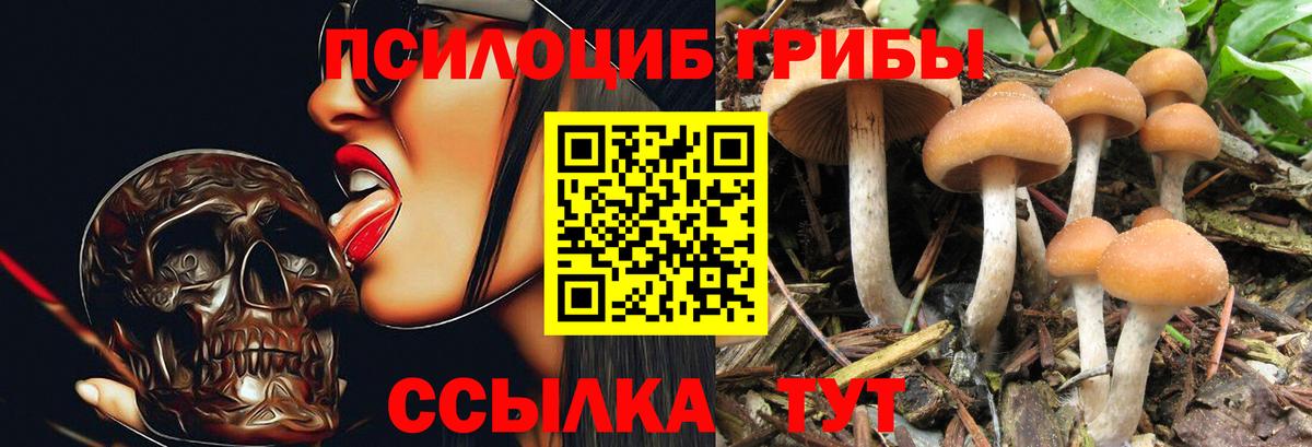 Псилоцибиновые грибы Cubensis Лесосибирск